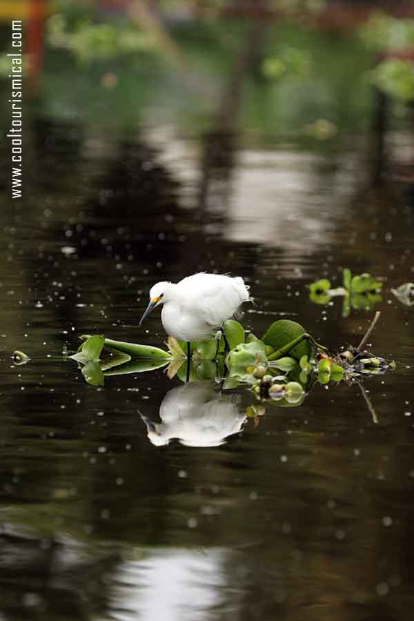 Xochimilco Ecological Park - Fauna