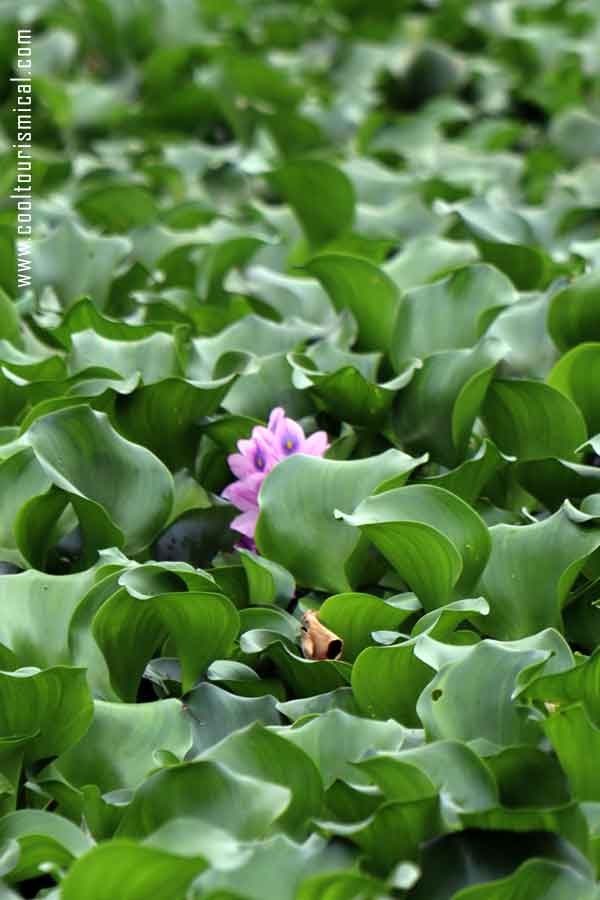 Xochimilco Ecological Park - Water Hyacinths