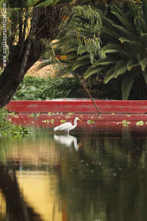 Xochimilco Floating Gardens Vegetation